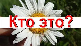 Кто это? Необычные животные!