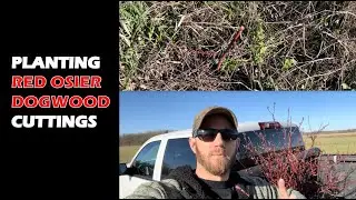 Planting Red Osier Dogwood Cuttings on the New Farm