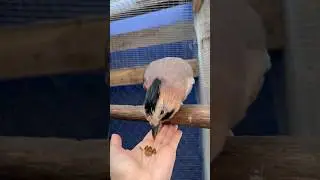 КОРМЛЮ СОЕЧКУ ЛЬВИНКОЙ 😋