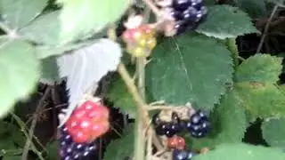Спелая дикая черная ежевика