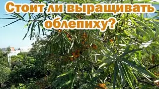 Облепиха - ценное растение в саду
