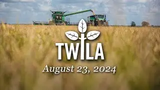 TWILA— August 23, 2024