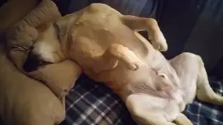 Labrador Moby sleeping soundly on sofa