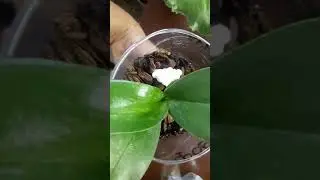 Первый полив деток, снятых с цветоноса👌👍✌. Разная система посадки 😀