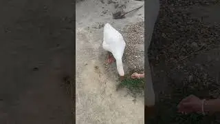 Гусик атакует🤪#ручнойгусь#гусьобнимусь#goose #жизньгусей#Краснодар#Адыгея