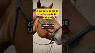 Como ganar la confianza de tu caballo #caballos #horse