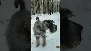 Наша прогулка по первому снежку #schnauzer #миттельшнауцер #шнауцер #Nikkolo #Amata