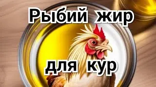 Рыбий Жир Для Кур: Мой способ ввода в рацион