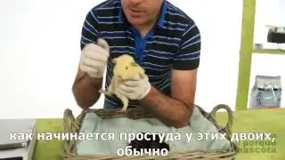 Морские свинки— заболевание дыхательных путей