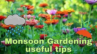 Monsoon Gardening useful tips to take care of Plants during Rainy season