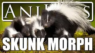 AniLysis #93 | Skunk Morph