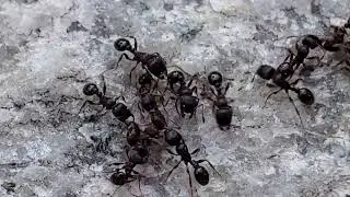 Not a scientist, but I think they're fighting