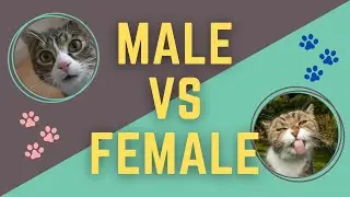 Male vs Female Cats: Key Differences to Help You Choose the Right One