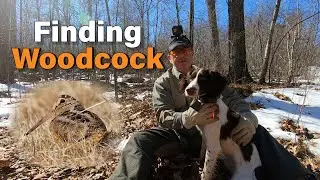 Finding Woodcock in Connecticut with Brittany's