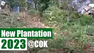 New Plantation 2023 | Good Result | COK Khaneti Kotgarh | The Apple Talks
