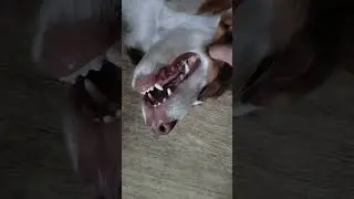Смешная собака аусси Кася 😄 Ржунимагу