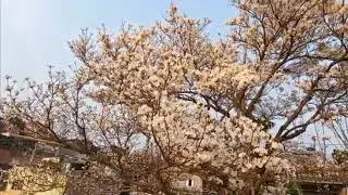 meu Ipé branco está lindo.