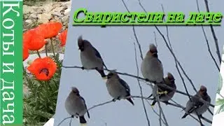 Waxwings at the dacha.