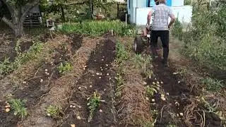 Убираем урожай  картофеля с помощью мотоблока.