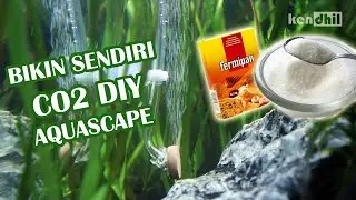 Membuat CO2 Aquascape DIY sendiri di rumah dengan ragi dan gula (RaGul)