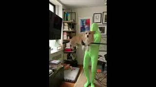 HARRY POTTER CORGI #Shorts
