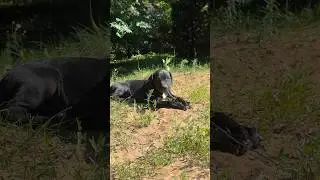 Есть свободные щенки МАЛЬЧИКИ и ДЕВОЧКИ❤️89858905267 