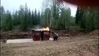 Медведь лезет в огонь