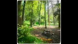 Volo nel bosco Maggio 2024