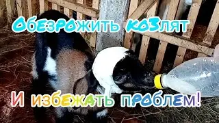 Неудачное обезроживание козлят/Лечим Вербочку 