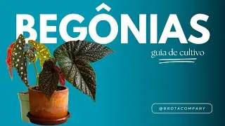 BEGÔNIAS: como cuidar, tipos e mudas