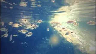 River Safari