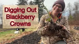 Identifying and Removing Blackberries from the Garden | PNW Zone 8b