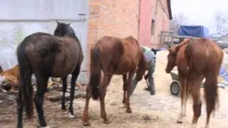 Маха, Бинго, Рита