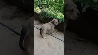 Ка де Бо - цуценята на прогулянці.