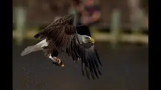 13 Eagles
