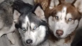 Bruno don't want to tell me: I love you 🐾🐺🐺😂