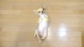 Making a Realistic Dog Rug