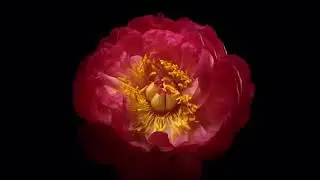 Auguri Di Buon Anno Dei Fiori ❤️🌹💐🌷🌻🌺