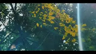 FOREST cinematic video 4k l shots on oneplus6 whatsapp status