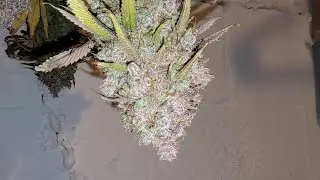 Harvested - Short Update!