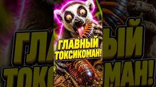 Лемур: Главный токсикоман Мадагаскара, который ловит кайф на ветке!
