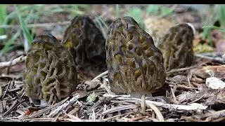 Kuzu Göbeği Mantarı ( Morel Mushrooms )