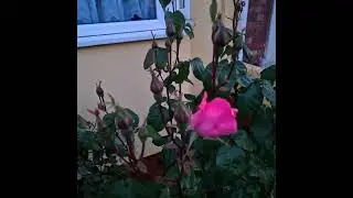 Unusual roses
