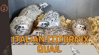 ITALIAN COTURNIX QUAIL Information and Raising Tips!