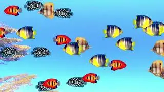 Beautiful Coral Reef Fish, Relaxing Ocean Fish, & Stunning Aquarium Relax Music