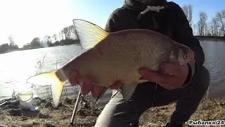 Feeder fishing in February. Catching bream. Feeder fishing on the river.