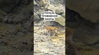 🌄🐐 ПАКИСТАН. ОХОТА. УРИАЛ БЛАНФОРДА (220 метров)