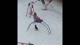 Собаки напали на детей