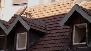Roof Cat