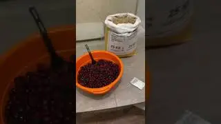 Вишня и цитра в пиво )